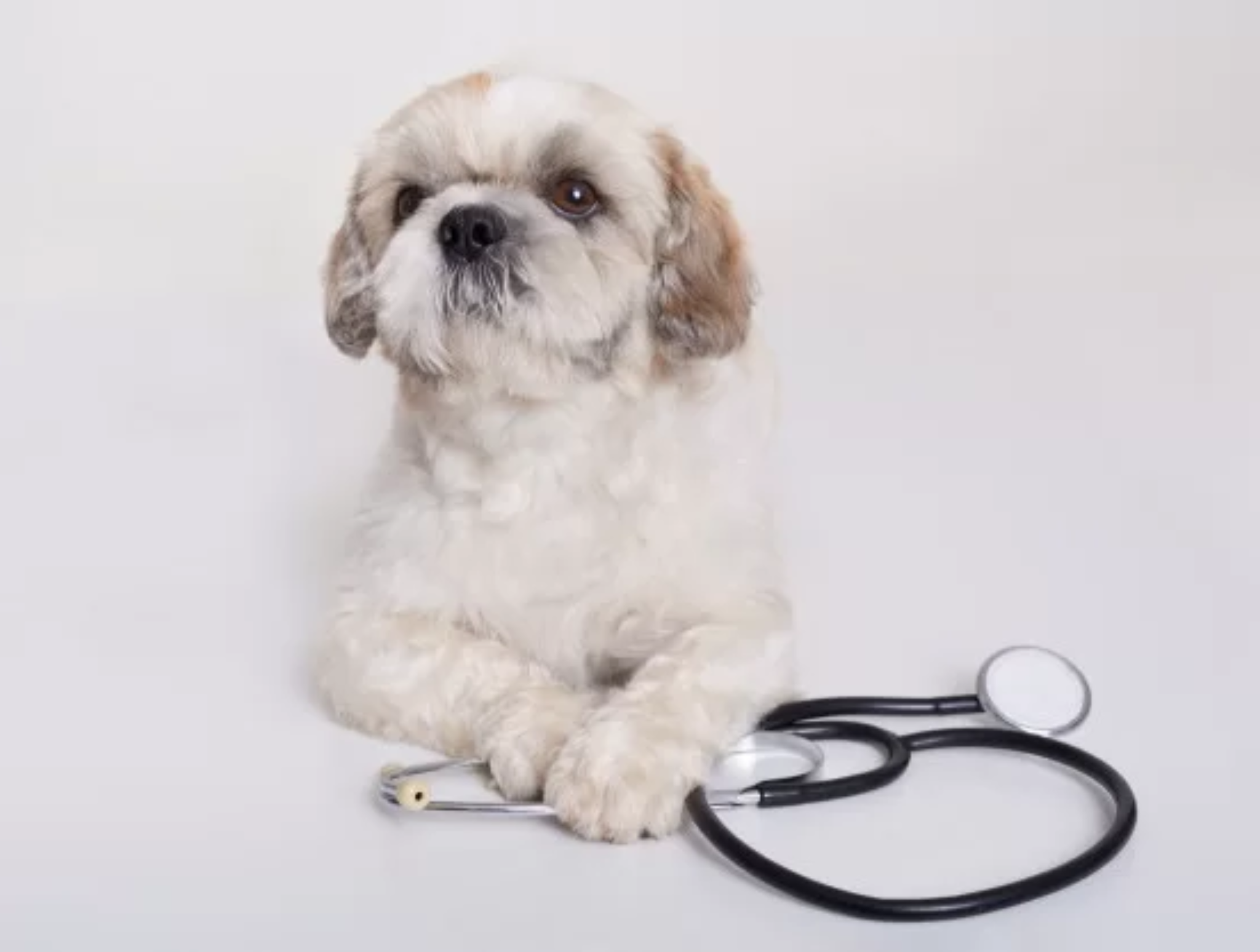 Sterylizacja a kastracja – czym się różnią te zabiegi?