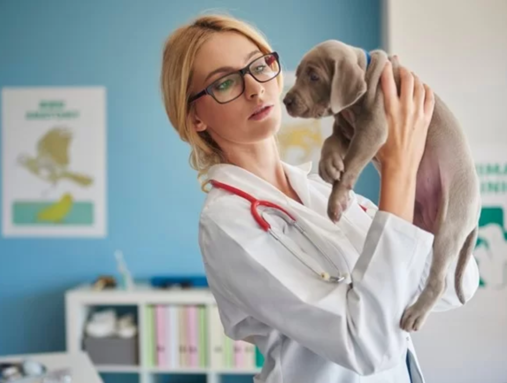 Czy warto zaczipować mojego psa/kota? Kompletny przewodnik o czipowaniu zwierząt