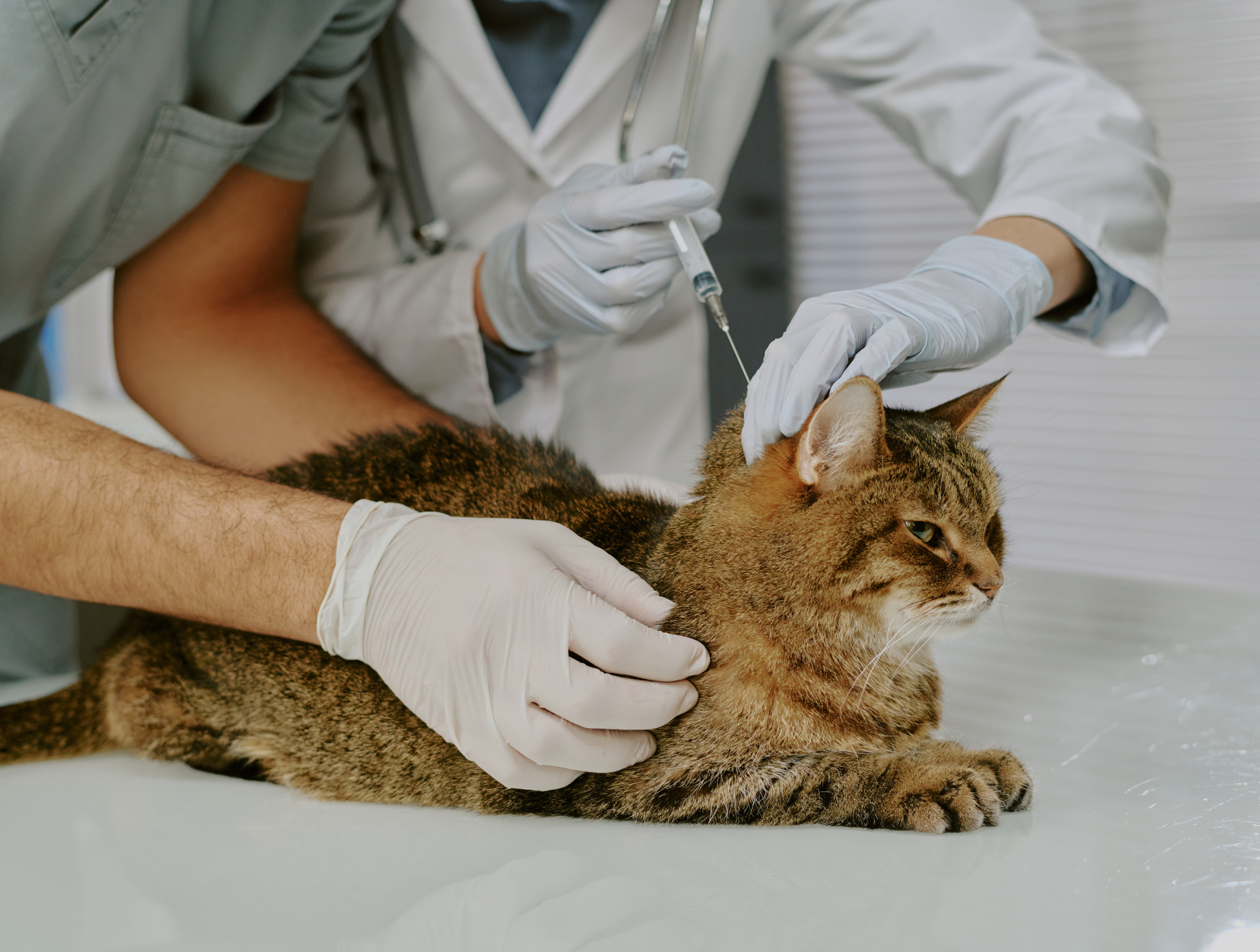 Jakie szczepienia i kiedy należy wykonać u kociąt? Kalendarz zdrowia kota