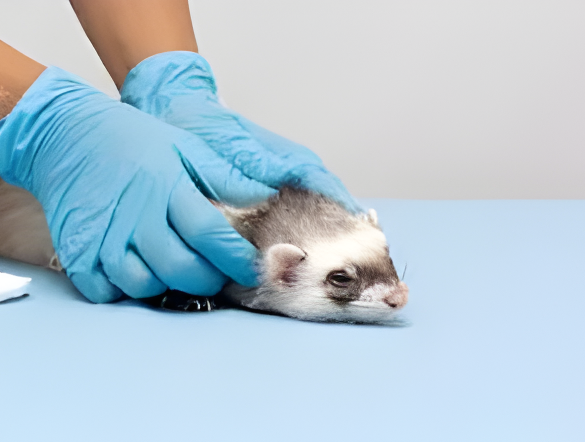 Jakie szczepienia i kiedy należy wykonać u fretki?