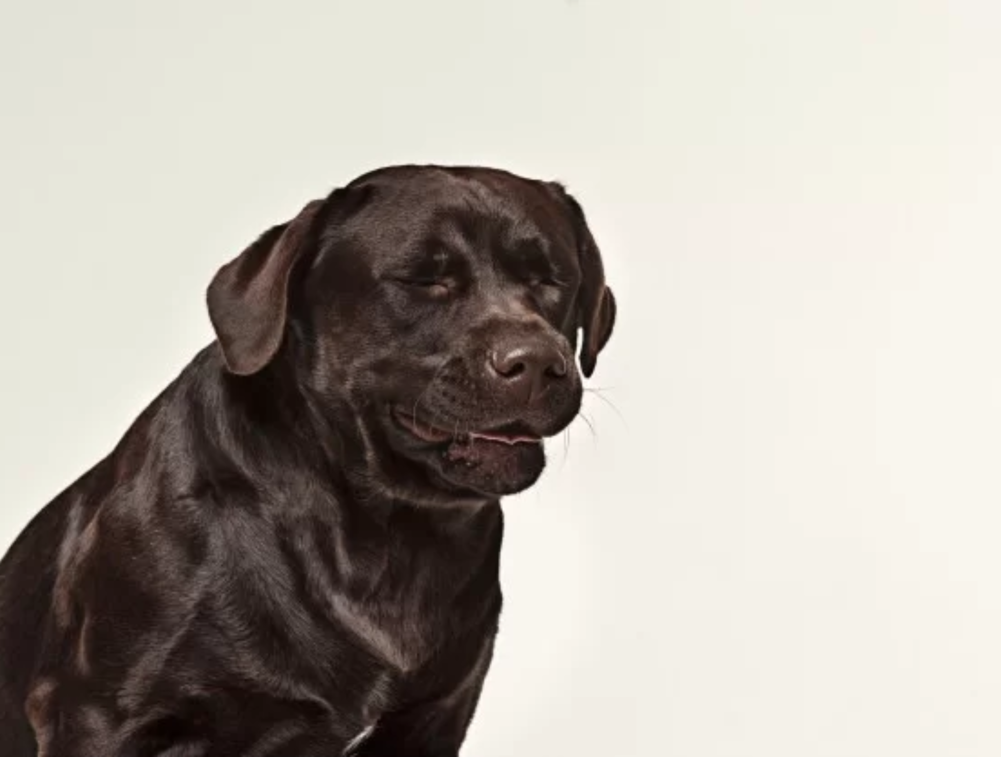 Kiedy lekarz weterynarii może wykonać eutanazję (uśpienie)?