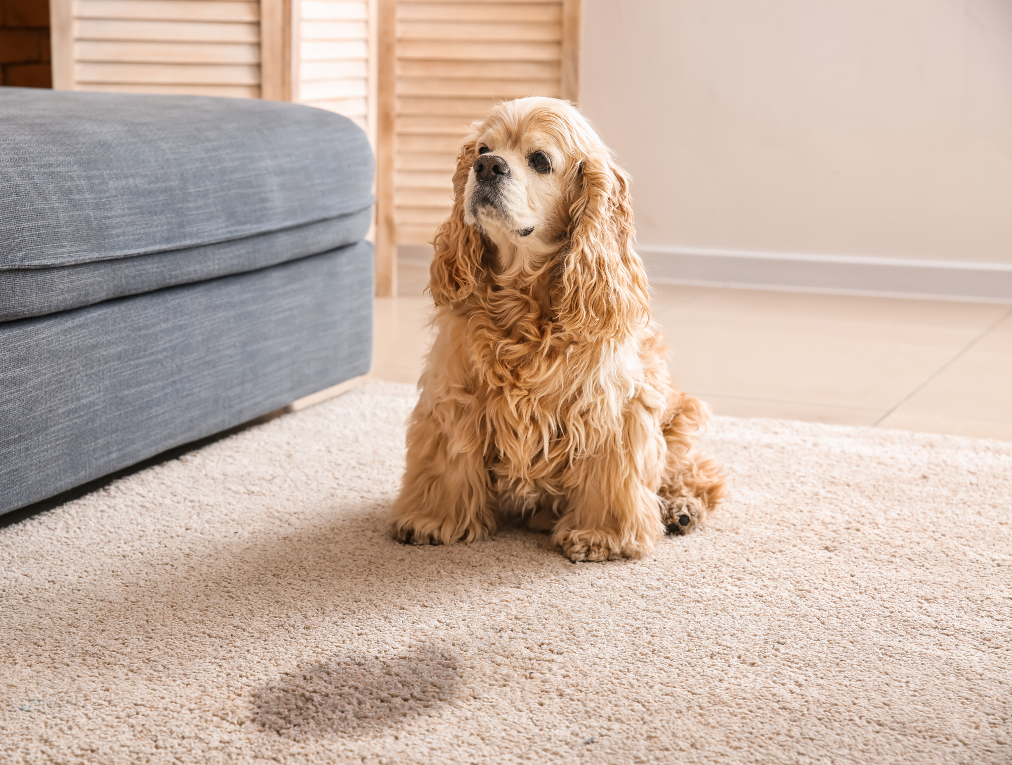 Pies saneczkuje (trze pupą po dywanie) – co robić?