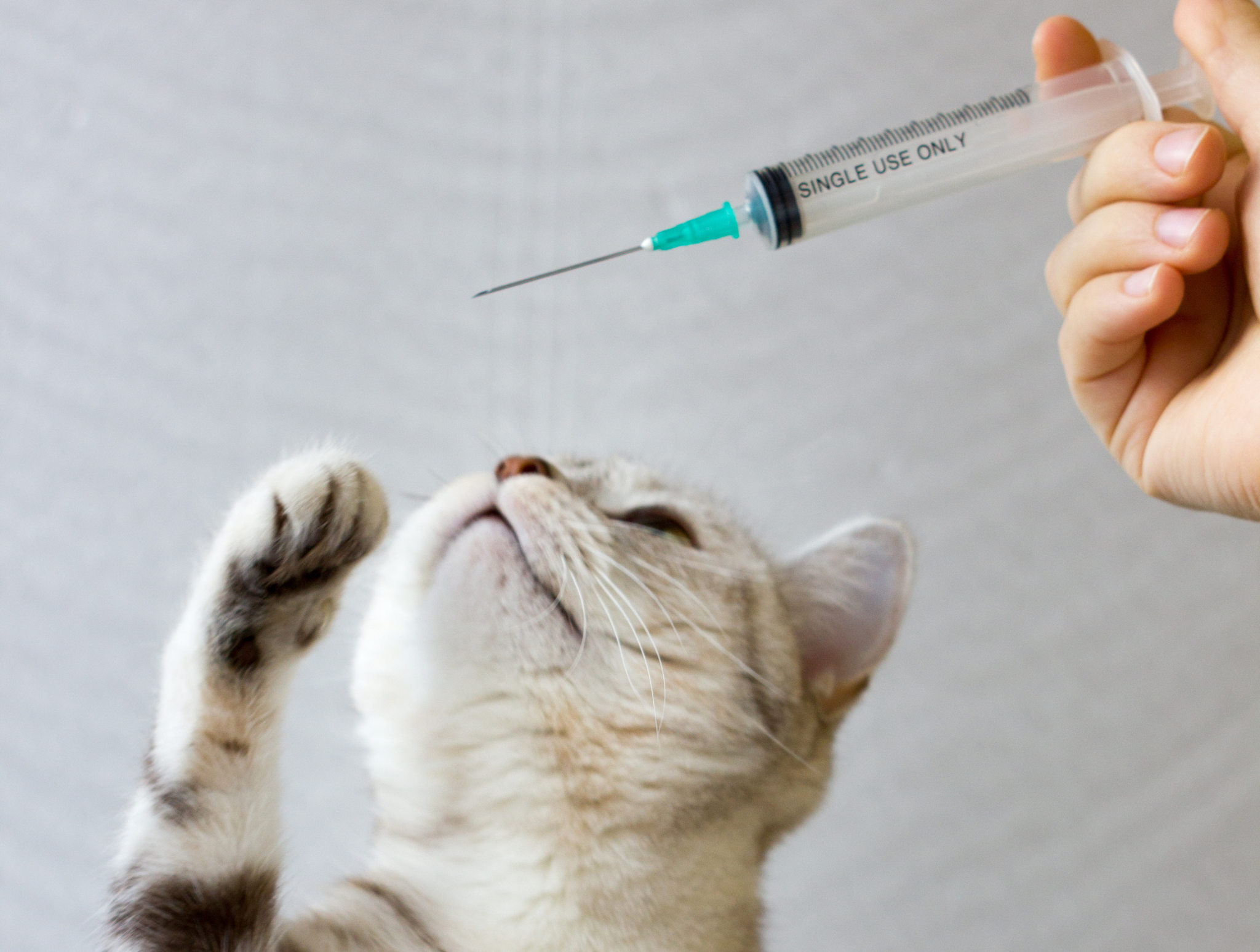 Czy trzeba szczepić kota przeciw wściekliźnie? Fakty, prawo i bezpieczeństwo