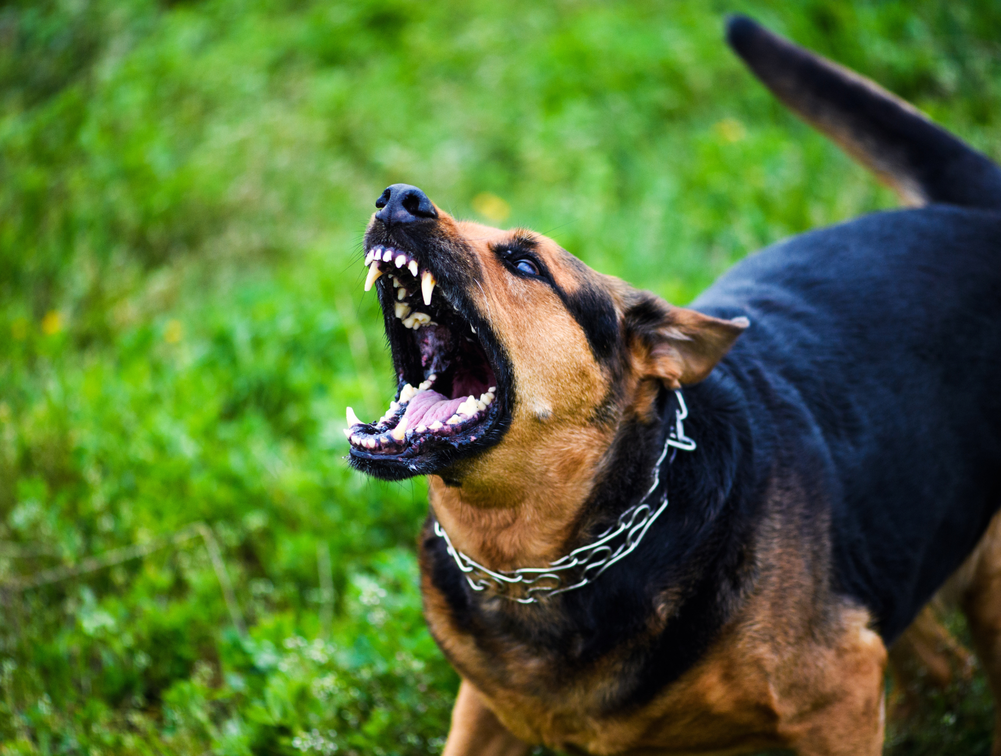 Czy trzeba szczepić psa przeciw wściekliźnie? Obowiązki i terminy