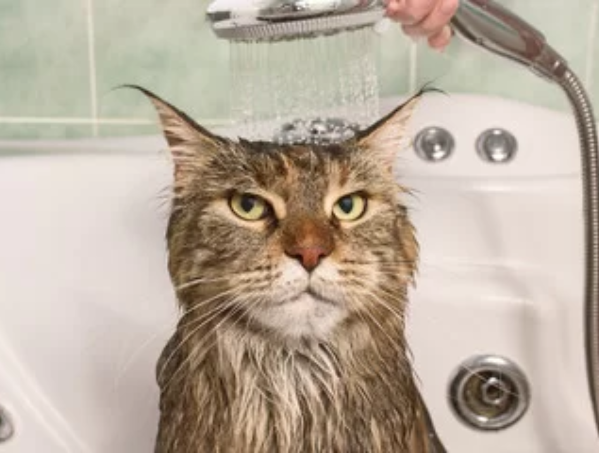 Jak często odrobaczać kota?