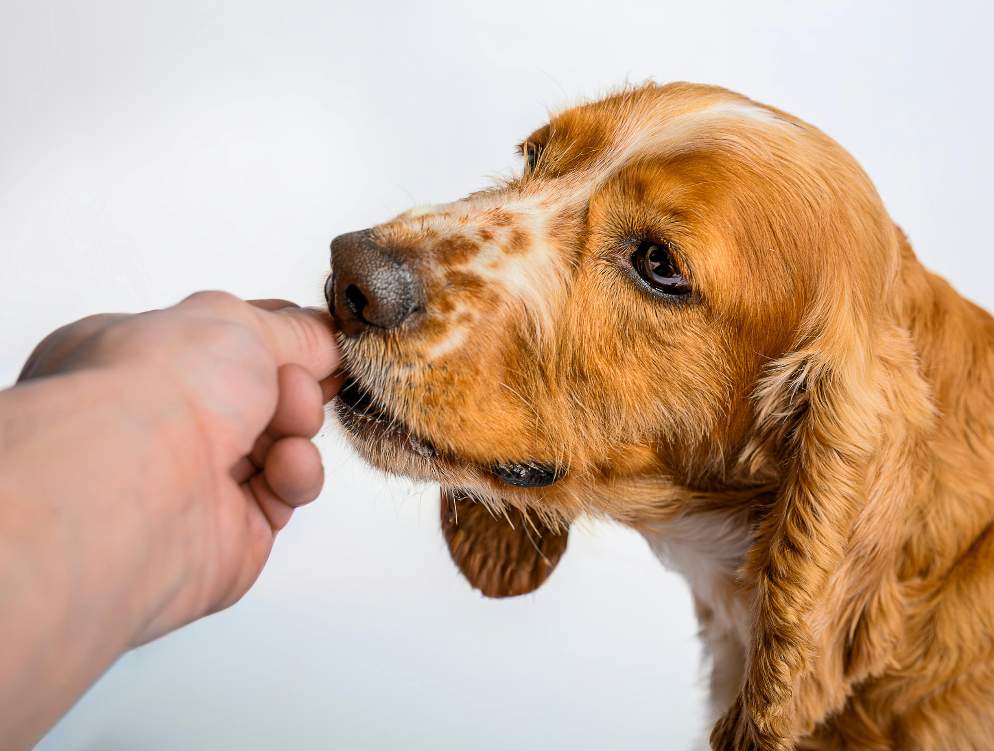Czy dostanę leki, jeśli przyjdę bez zwierzęcia?