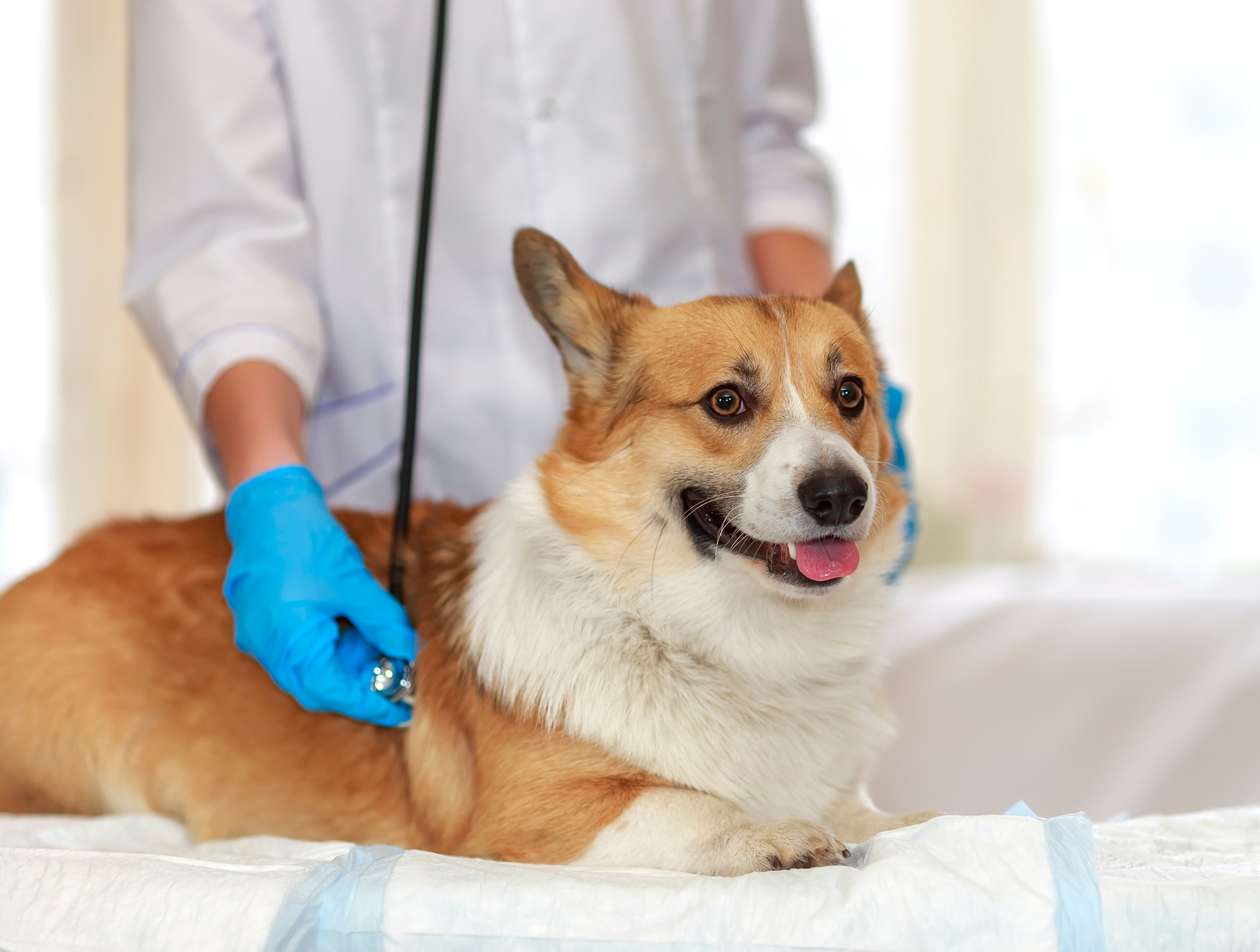 Dlaczego ten sam zabieg różni się ceną u różnych zwierząt?