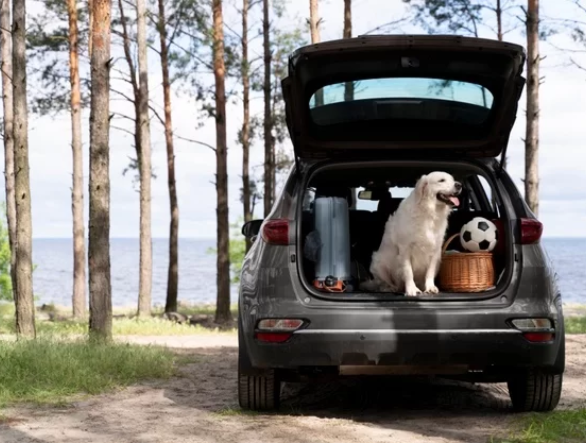 Czego potrzebuję aby móc wyjechać z moim pupilem za granicę?