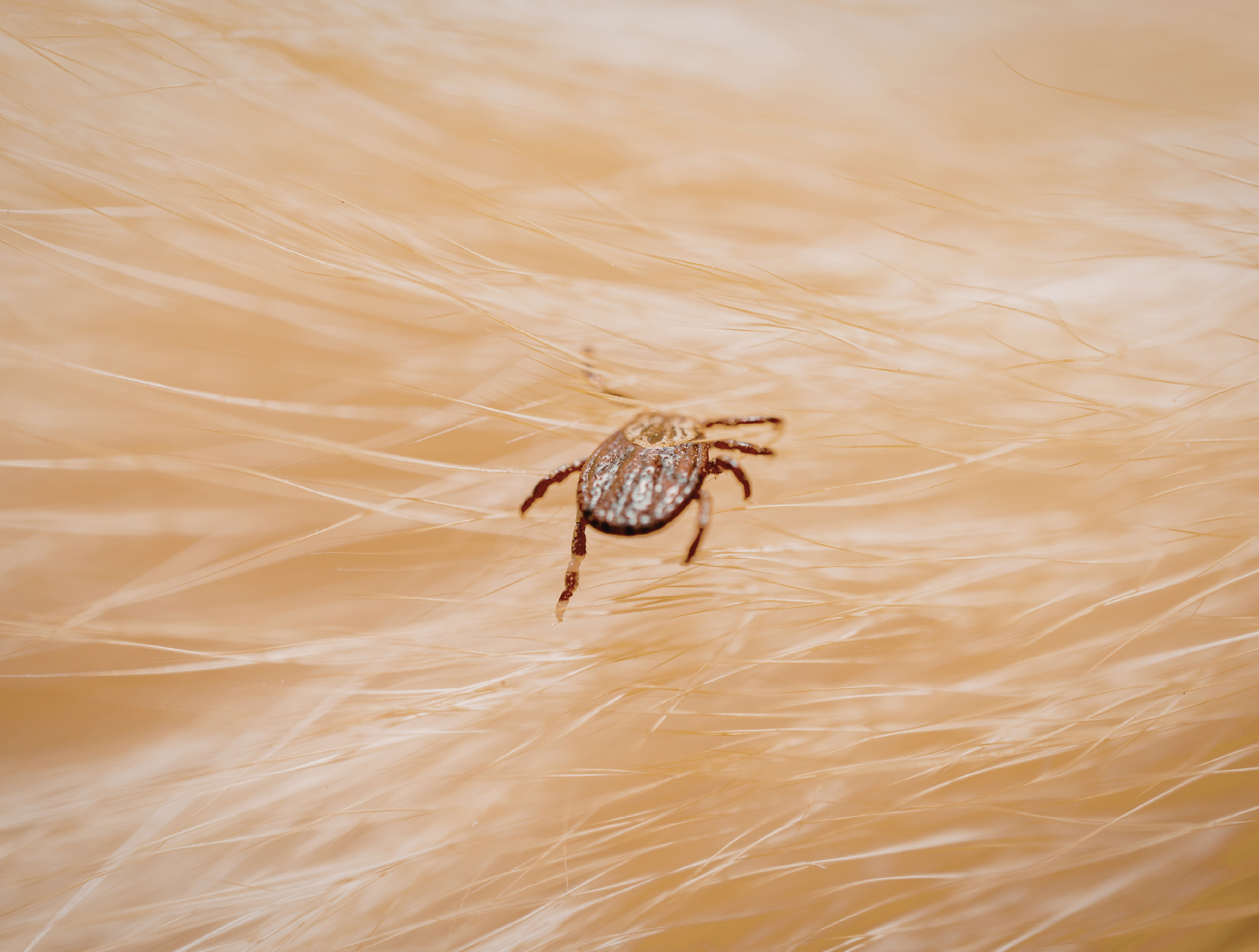 Czy kropelki przeciw kleszczom ze sklepu zoologicznego są takie same jak te dostępne u weterynarza?