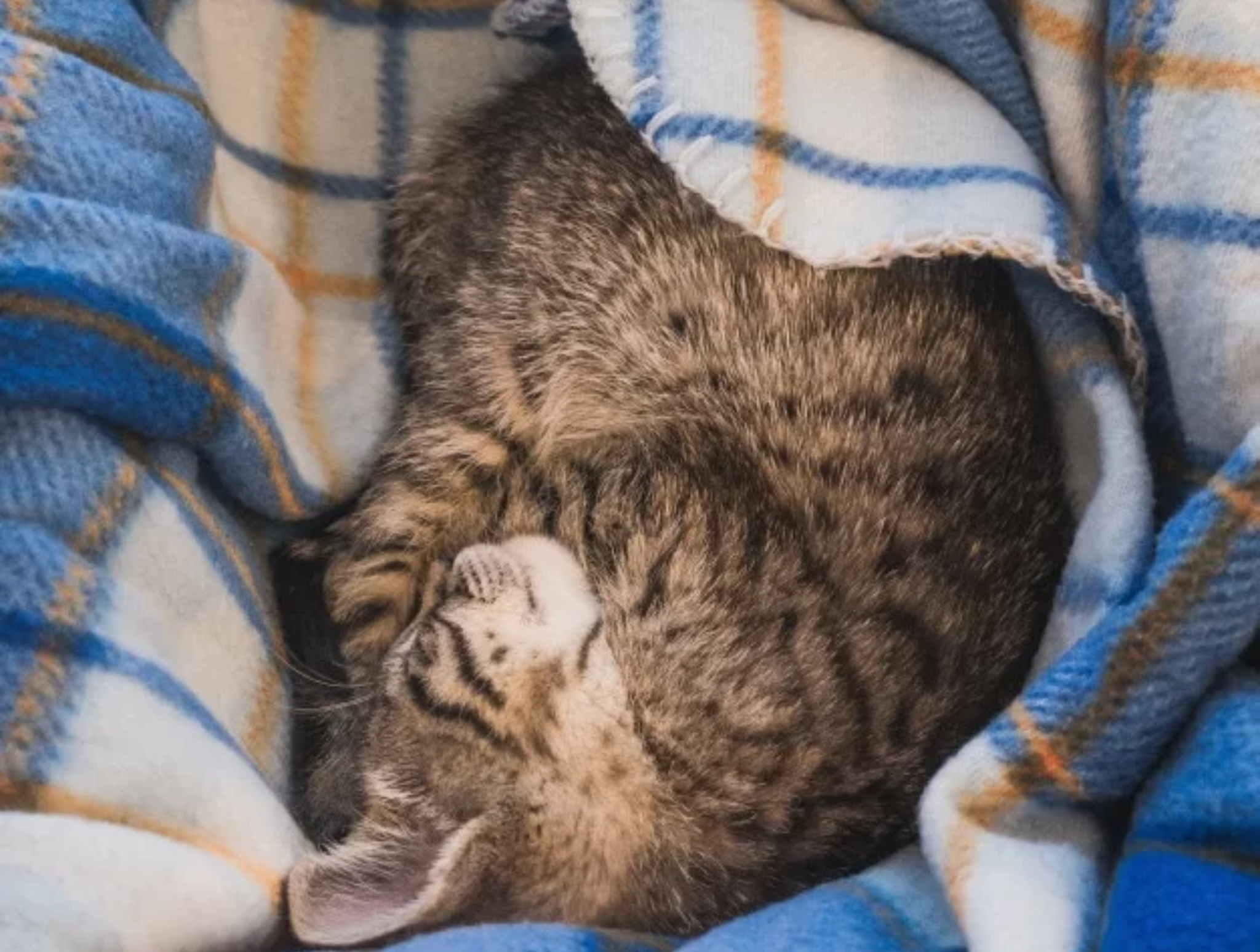 Czy uśpienie kota boli? Prawda o eutanazji zwierząt domowych