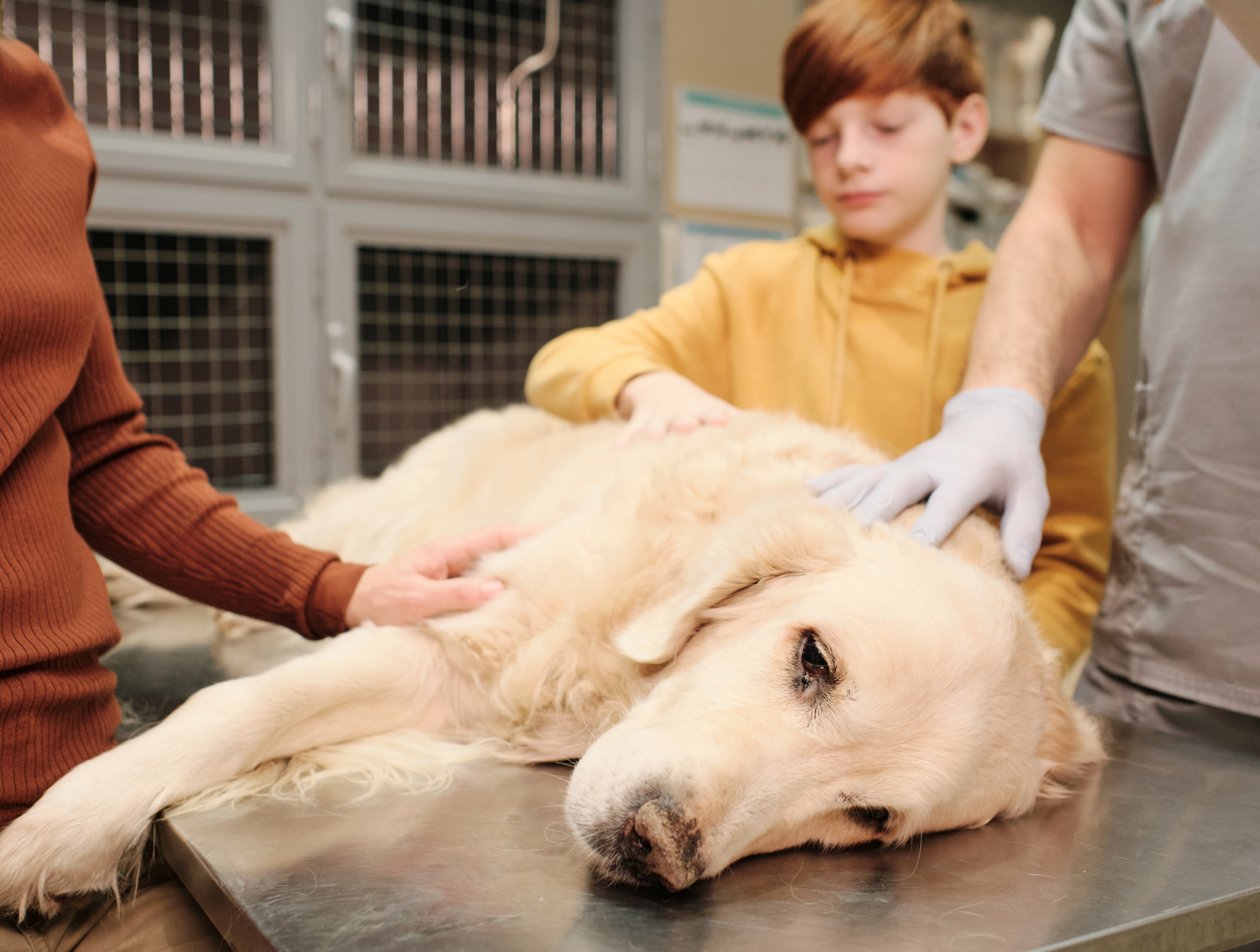 Pies lub kot zjadł trutkę na szczury – co robić?