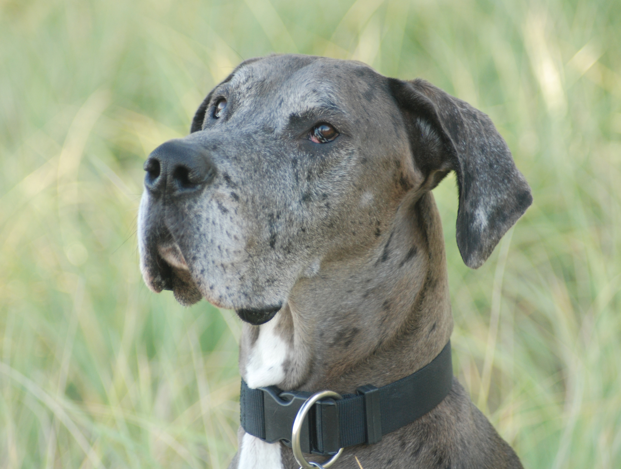 Objawy u psa – co robić, gdy zauważysz niepokojące sygnały?