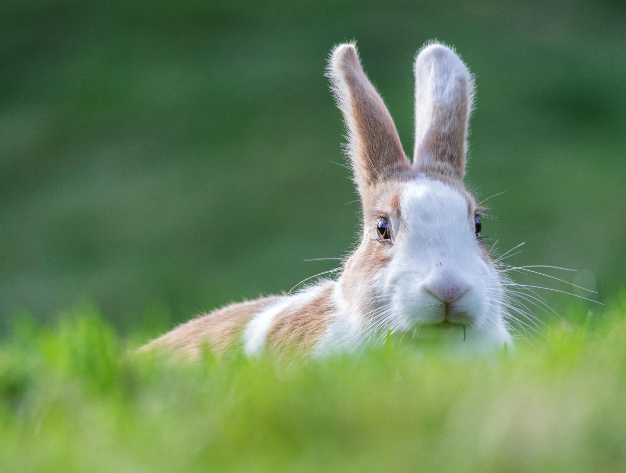 Odrobaczanie królików i gryzoni – sezonowa ochrona Twojego pupila