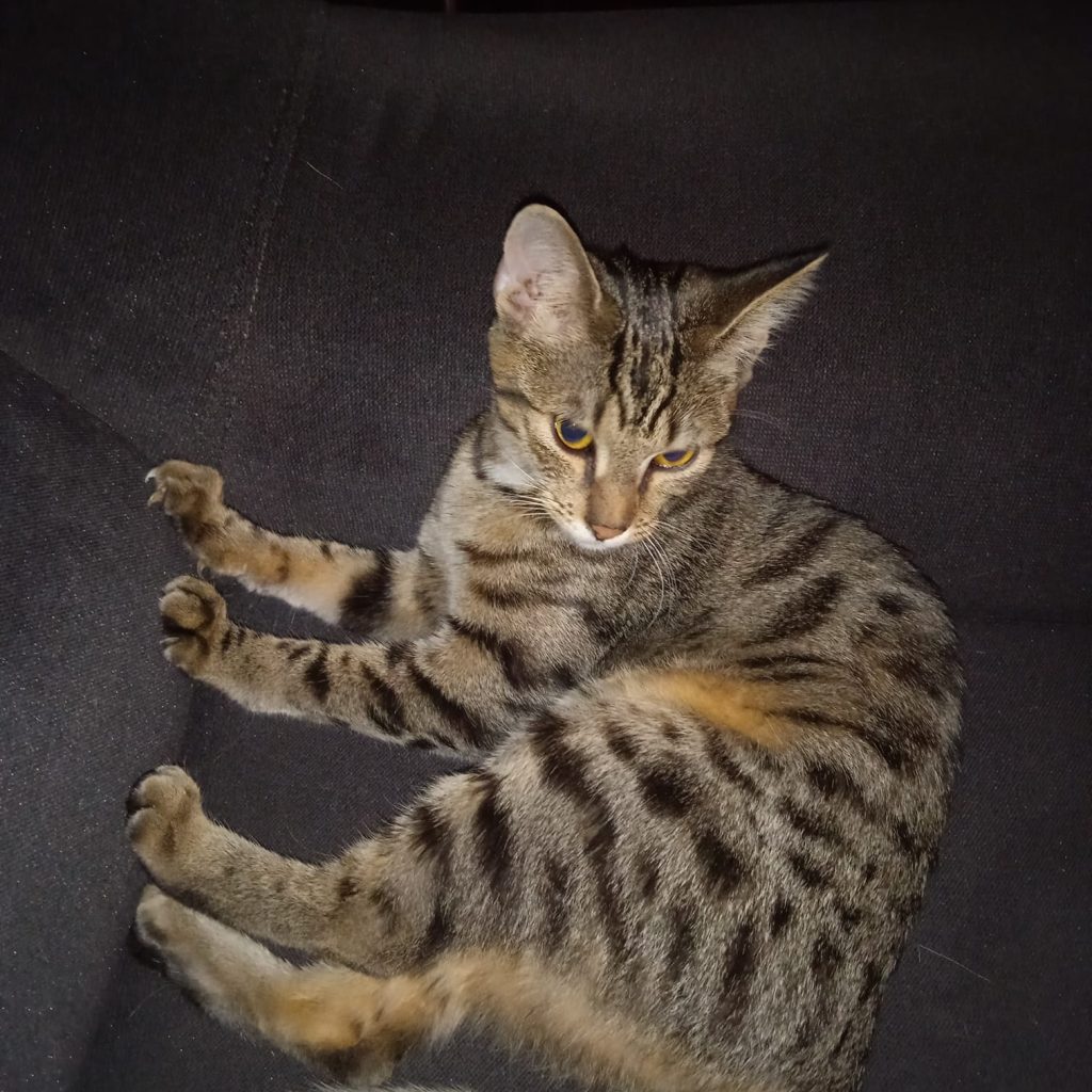 nitka